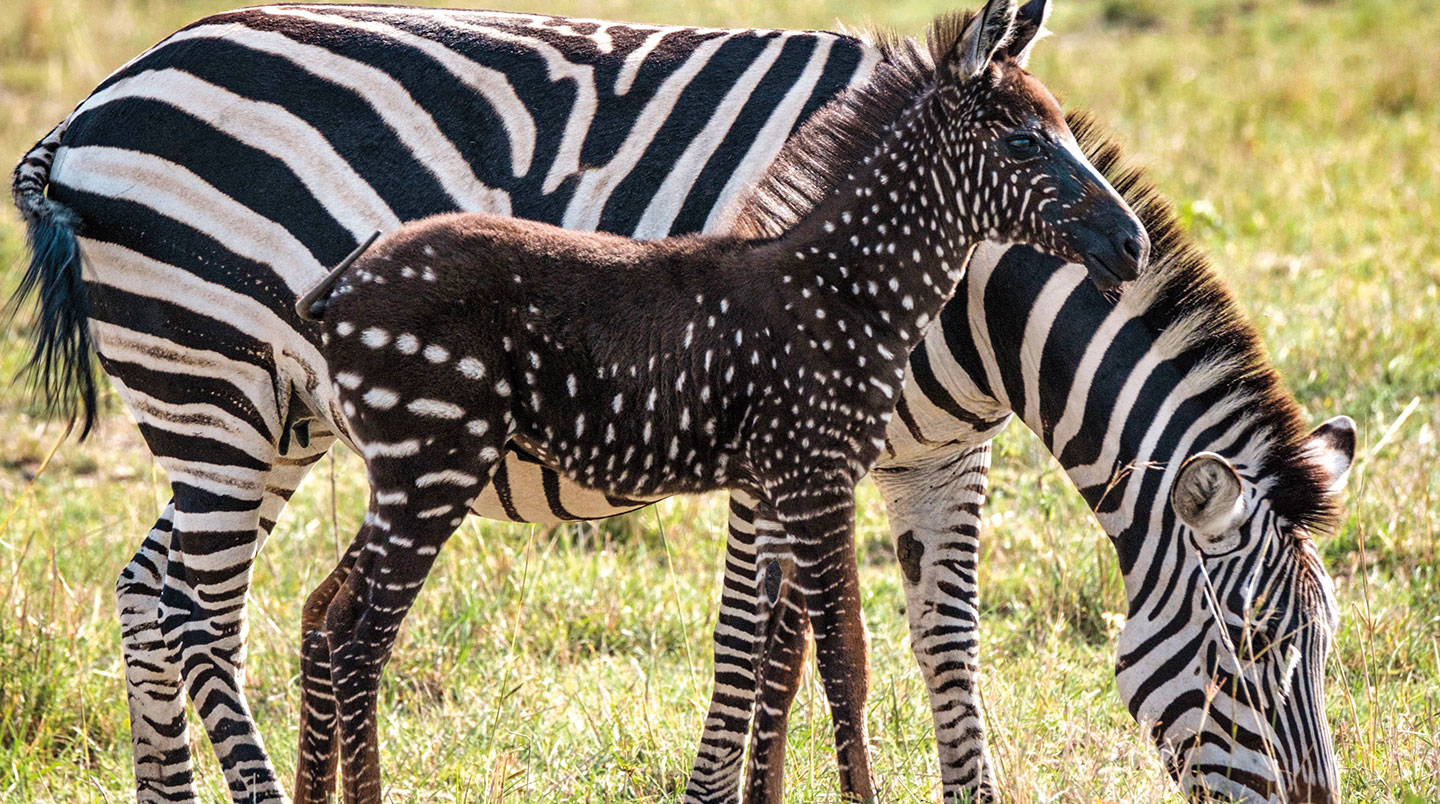 An adult zebra with black and white stripes next to a baby zebra with white spots.