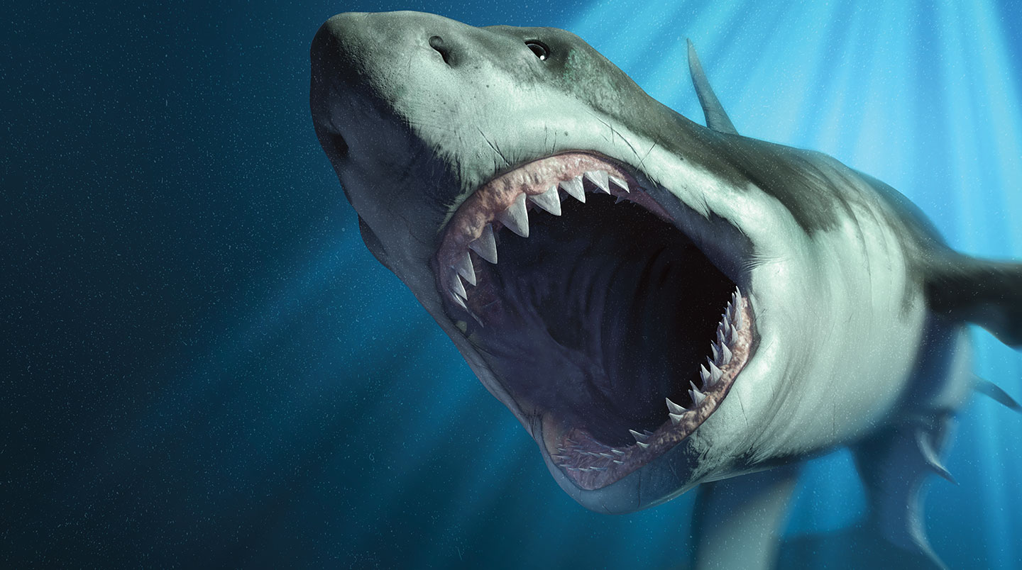 A shark opens its mouth, showing rows of sharp teeth.