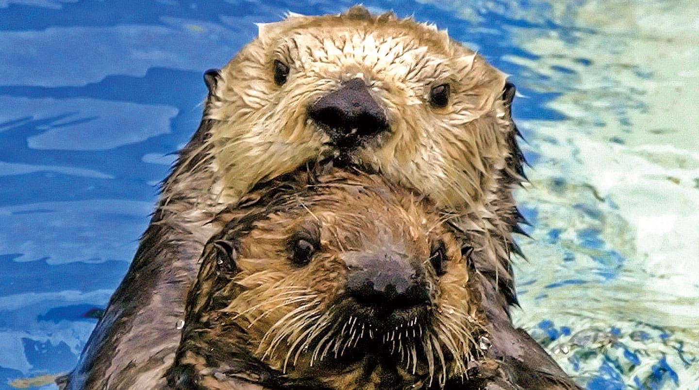 An otter and baby otter snuggle together.