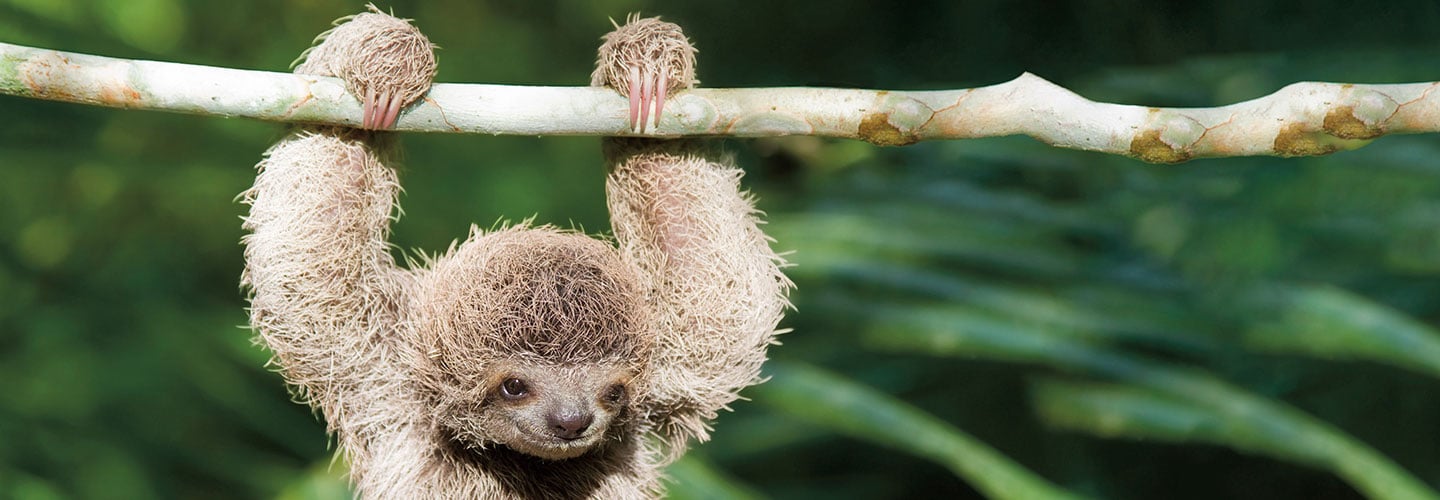 Sloth hanging from a branch