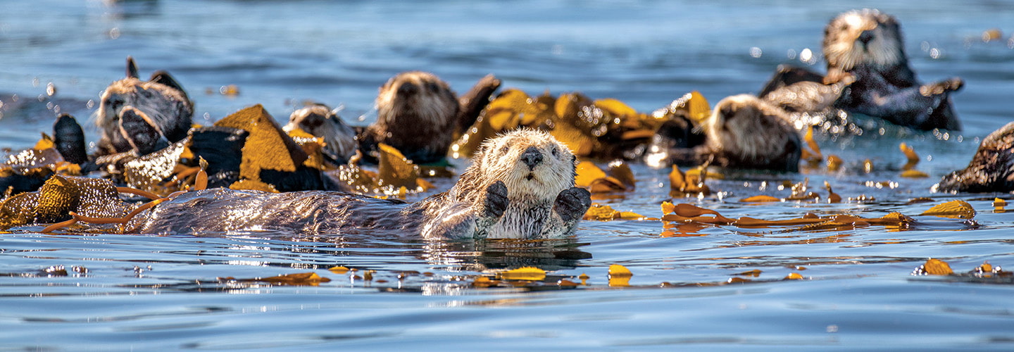 Image of a group of otters relaxing in a body of water together